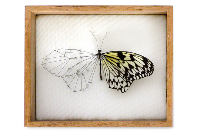 Anne Ten Donkelaar' Broken Butterfly