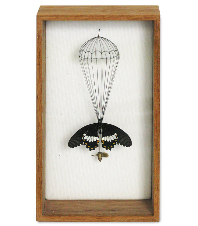 Anne Ten Donkelaar' Broken Butterfly