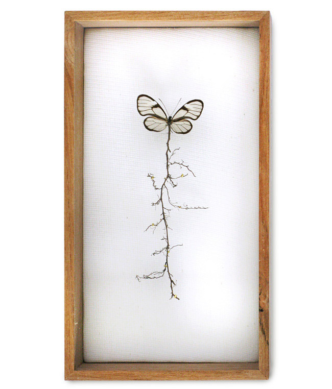 Anne Ten Donkelaar' Broken Butterfly