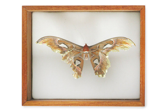 Anne Ten Donkelaar' Broken Butterfly