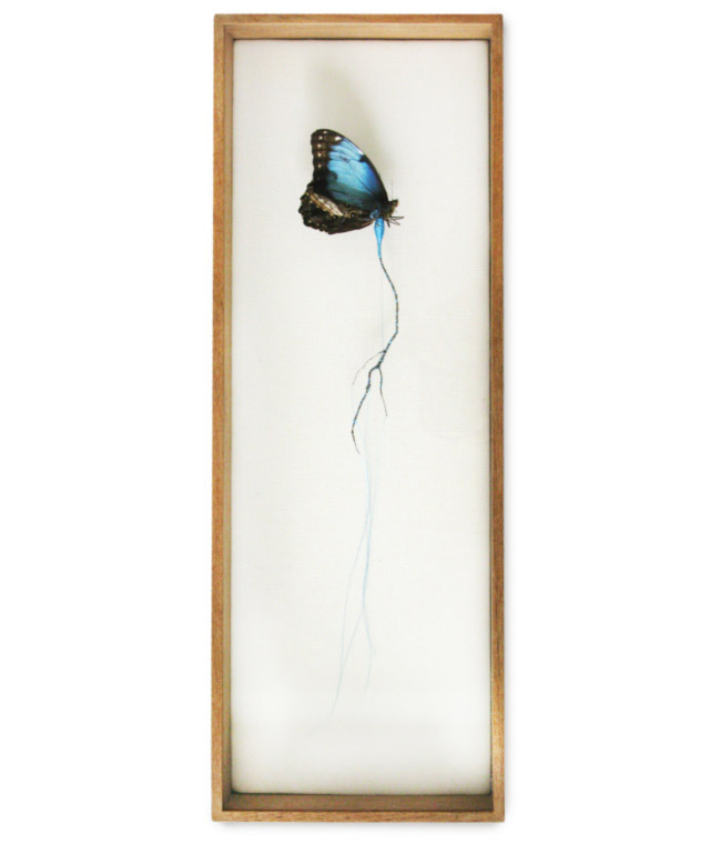 Anne Ten Donkelaar' Broken Butterfly