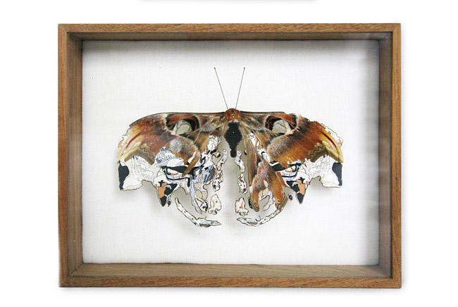 Anne Ten Donkelaar' Broken Butterfly