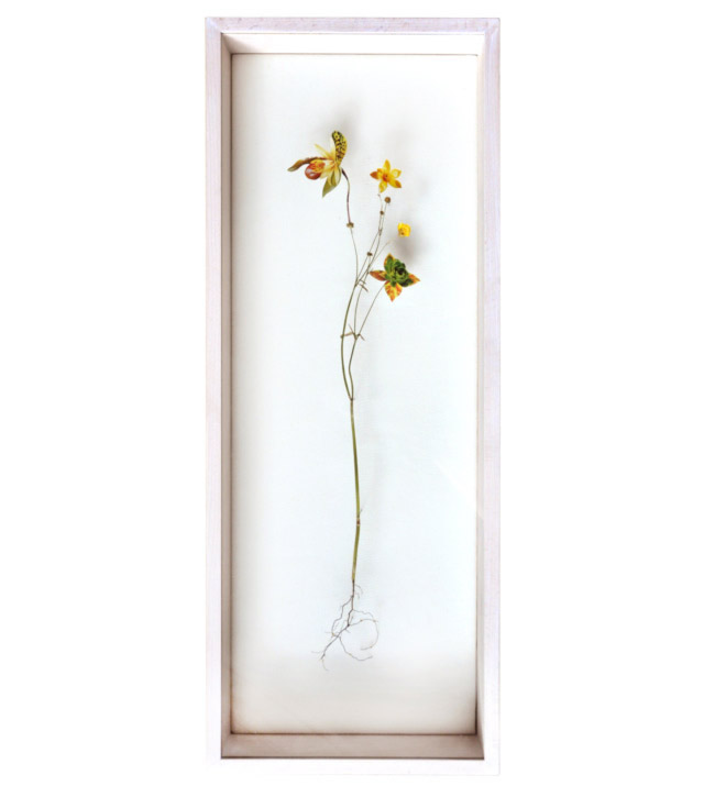 Anne Ten Donkelaar Flower constructions