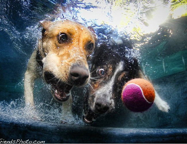 Little Friends Photo