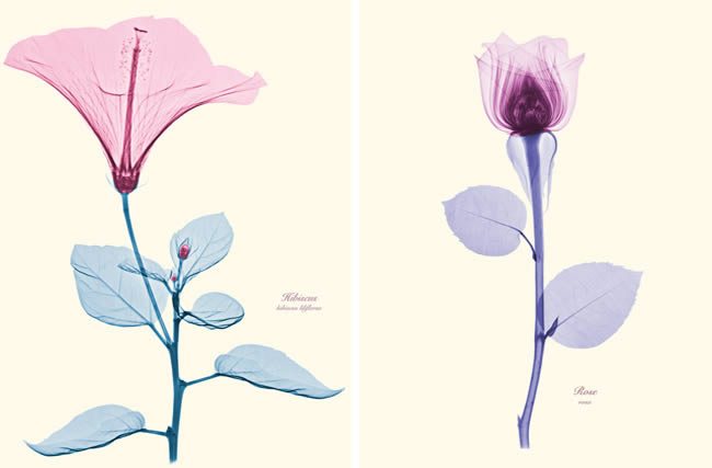 PP_14march2012A Floral X-Rays
