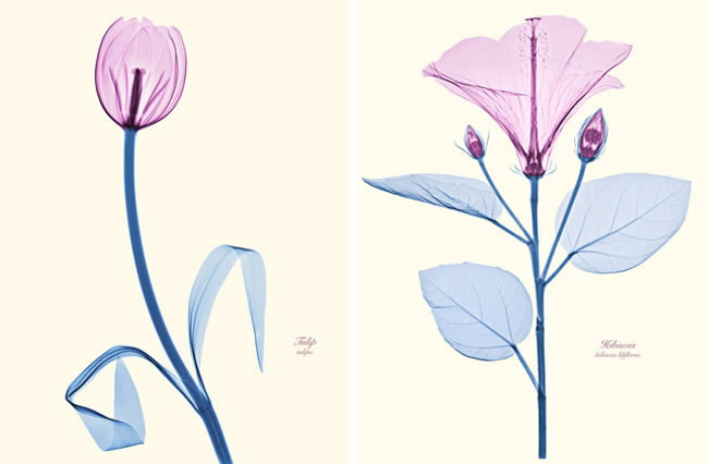 PP_14march2012C Floral X-Rays