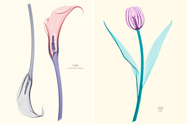 PP_14march2012D Floral X-Rays