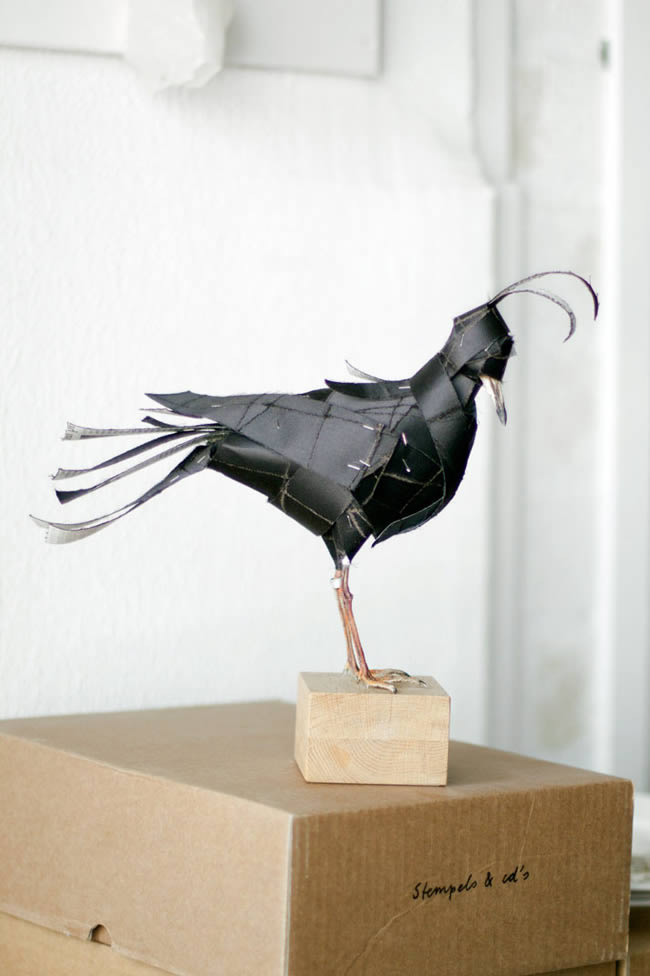 birds_PP1 Avifuana Bird