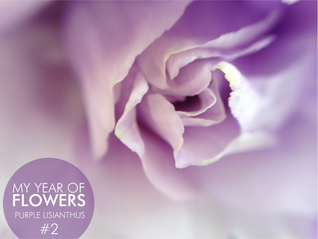PP_24jan2013B Purple Lisianthus