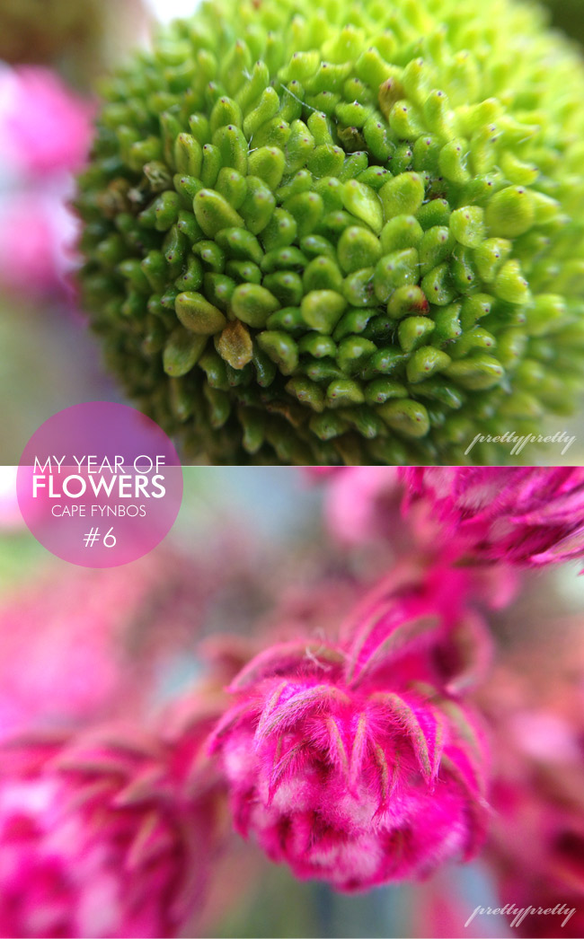 My Year Of Flowers 6