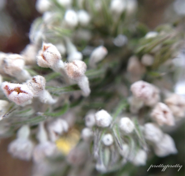 My Year Of Flowers 6