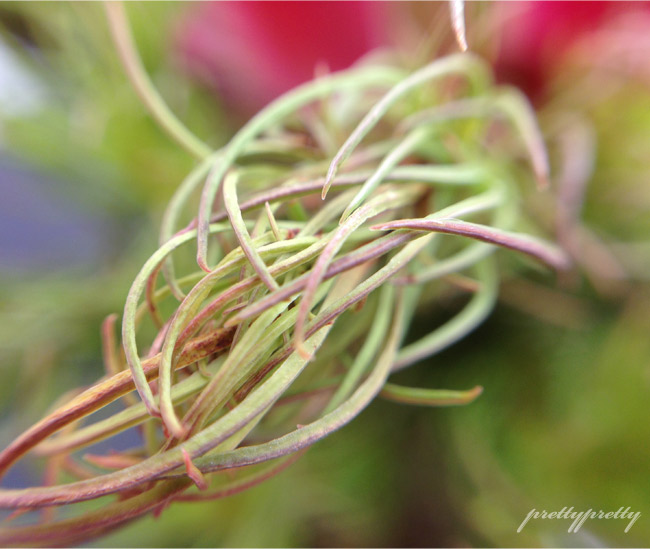 My Year Of Flowers 6