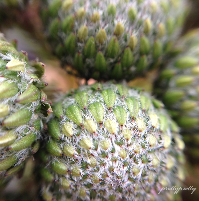 My Year Of Flowers 6