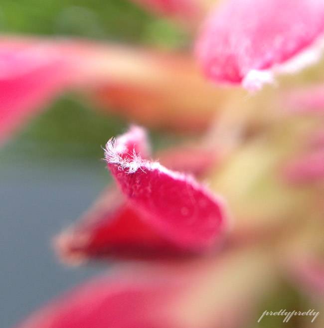 My Year Of Flowers 6