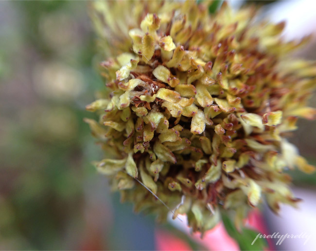 My Year Of Flowers 6
