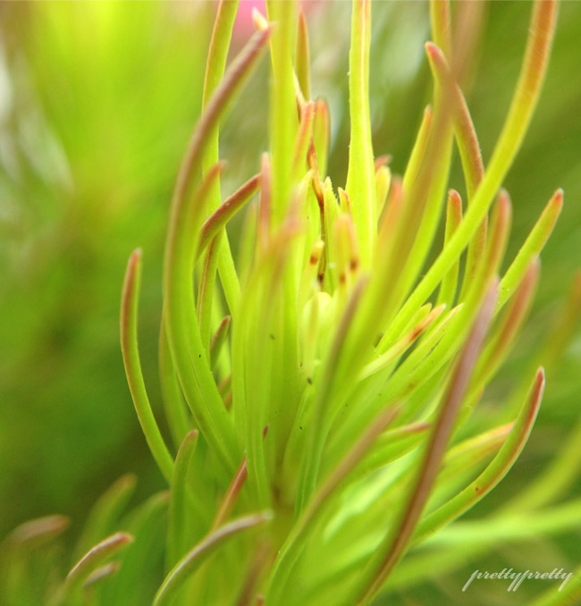 My Year Of Flowers 6