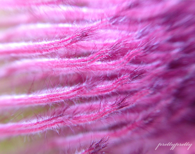 My Year Of Flowers 6