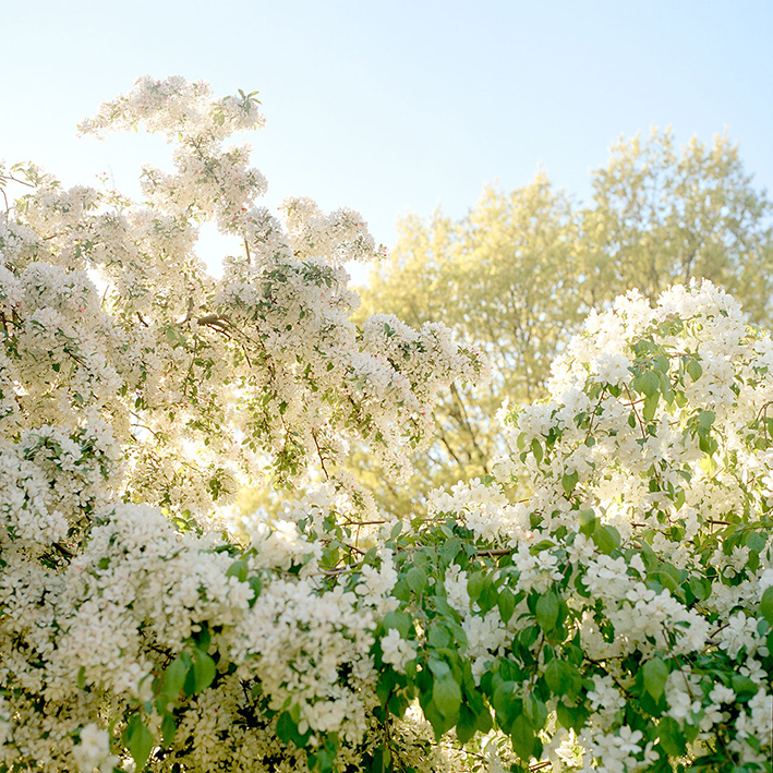Blossoms in New York