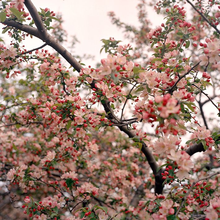 Blossoms in New York