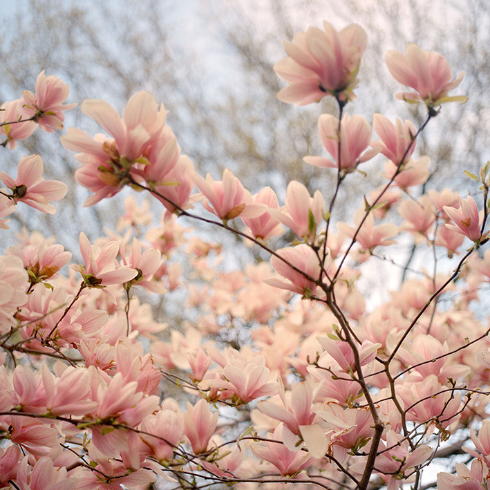 Blossoms in New York